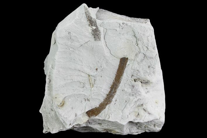 Ediacaran Aged Fossil Worms (Sabellidites) - Estonia #73513